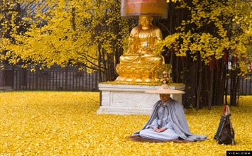 Bạch quả ngàn năm tuổi trút lá tuyệt đẹp nơi cửa Phật